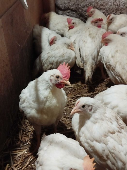 Młode koguty Leghorn / koguty młode mix