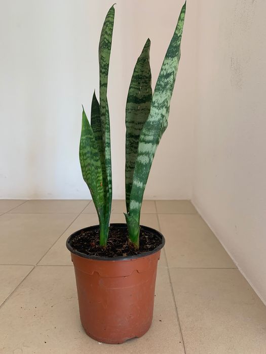 Oportunidade! Planta Espada de São Jorge- 3€ cada unidade.