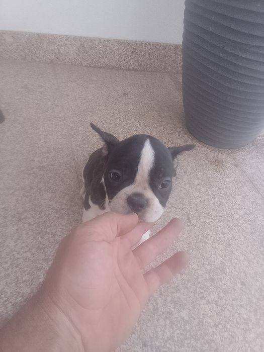 Bulldogue francês