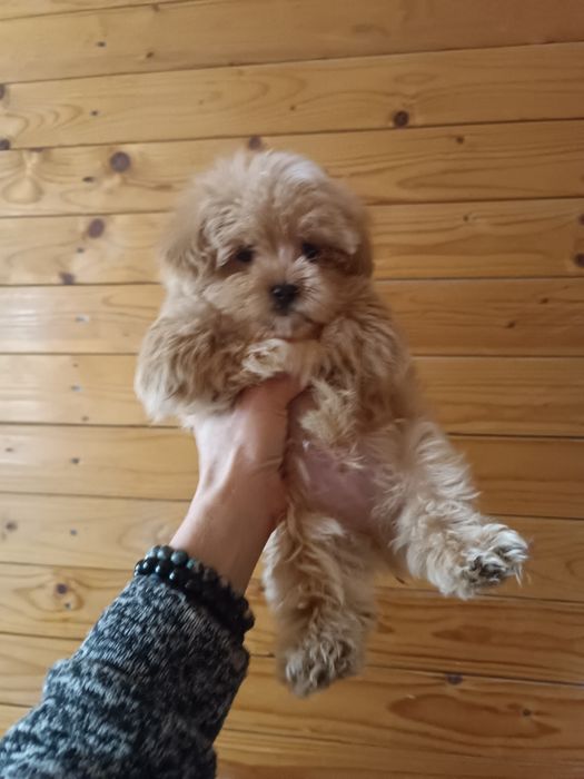 Шикарний мікро мальтіпу F1 хлопчик і дівчинка Львів.