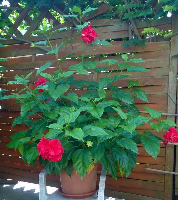 Róża chińska czerwona pełna hibiskus ketmia sadzonka