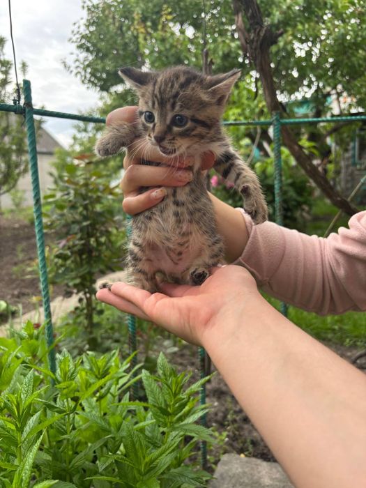 Кошенята в гарні руки безкоштовно