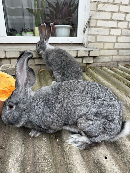 Фландер Європейська шиншила Полтавське срібло Кролі Кроленята