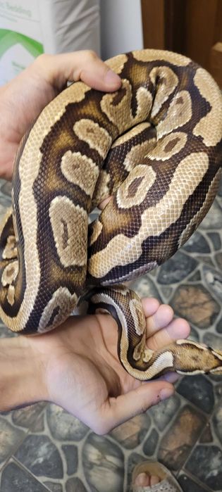 Sprzedam dorosle regiusy