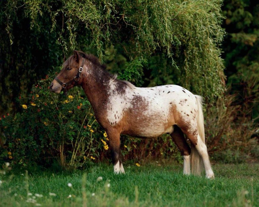 Sprzedam Kucyka Bolka