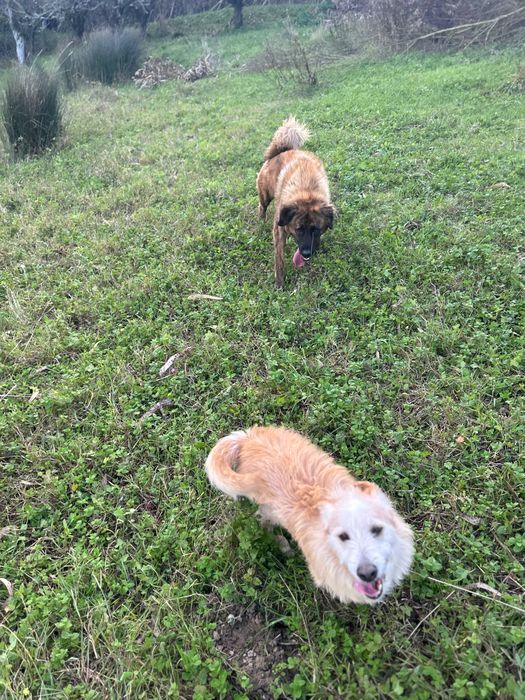 Caminhada e Cãopanhia