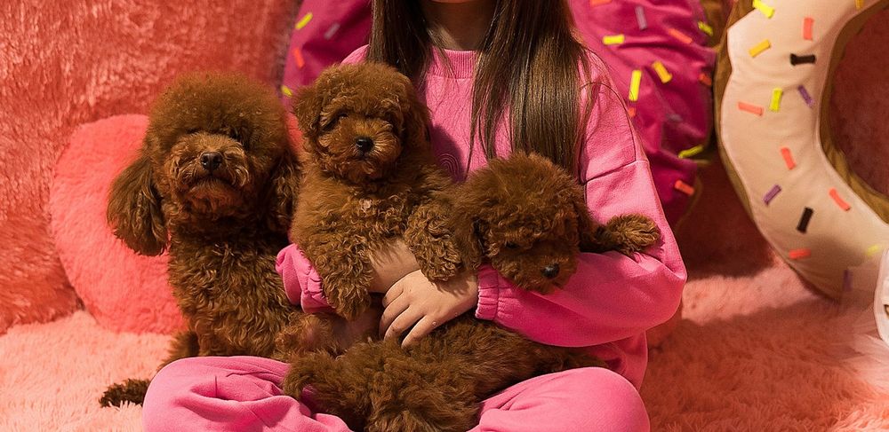 Чудова красуня той пудель