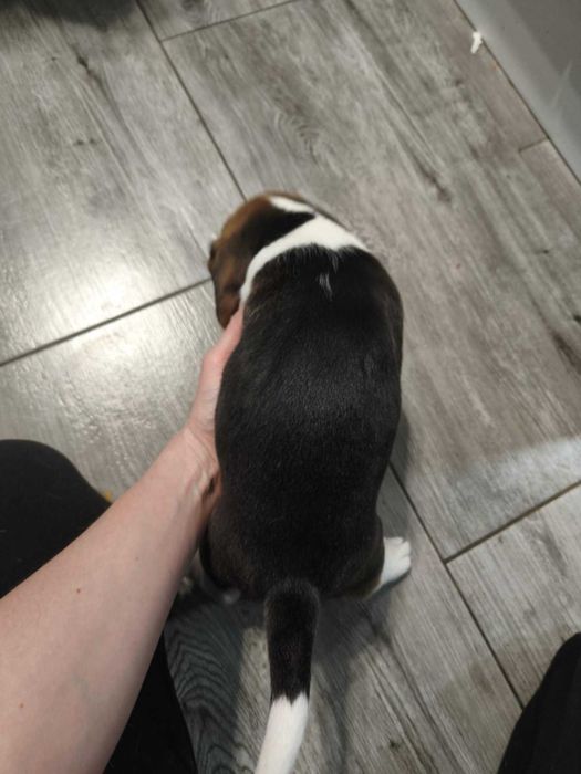 Beagle tricolor samiec