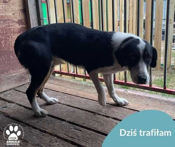 Znaleziono psa - Tłuczewo/Dąbrówka k. Wejherowa