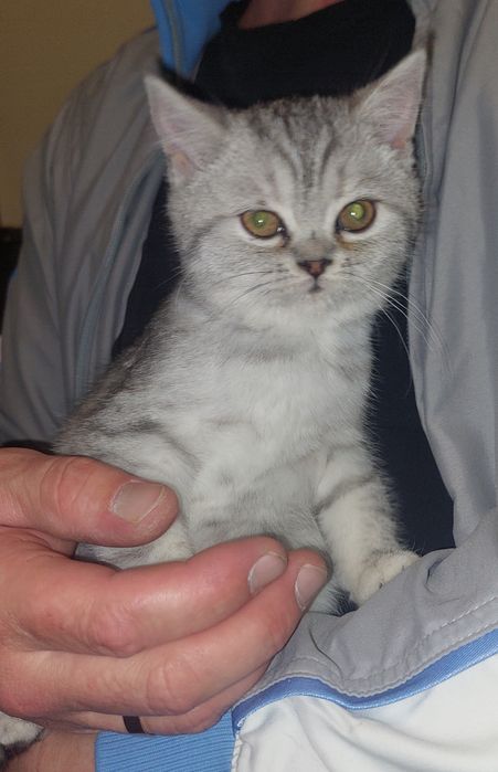 Скоттиш страйт котёнок. Девочка.