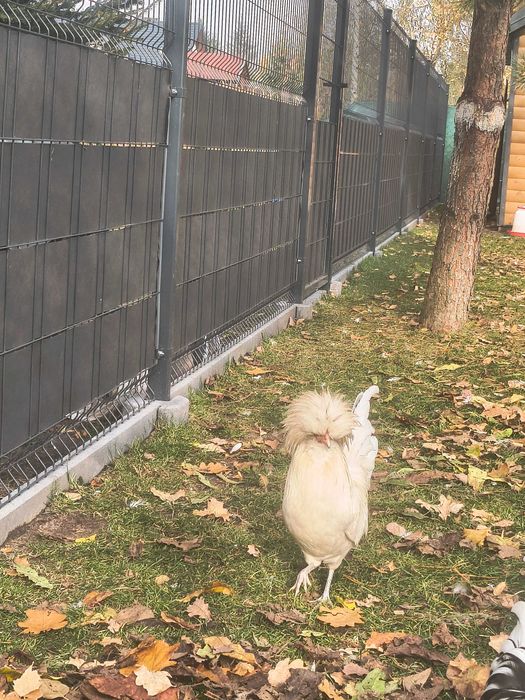 Sprzedam koguty ozdobne