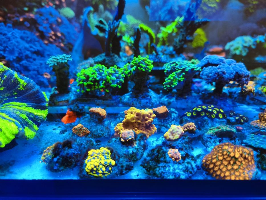 Koralowce różne rodzaje