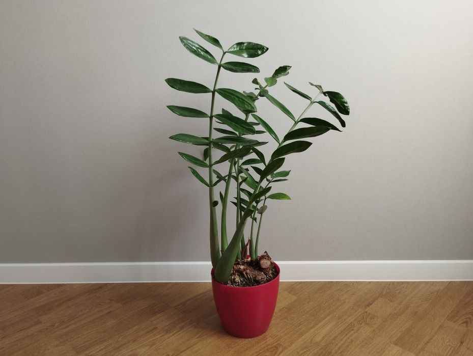 Заміокулькас з глянцевим листям від 250 грн