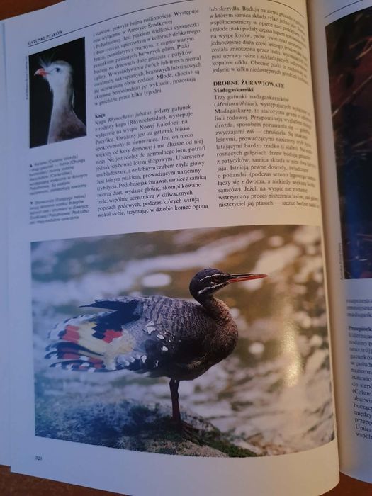Wielka Encyklopedia Zwierząt