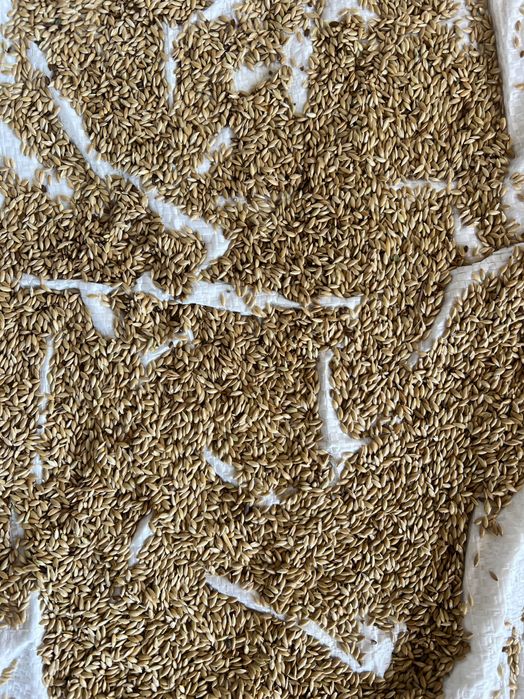 Продам насіння укропа,шпинат і друге насіння