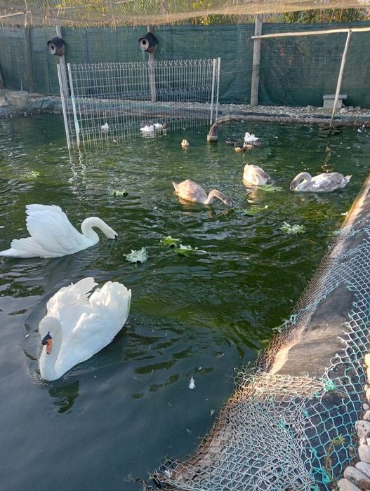 Cedem-se cisnes 2026