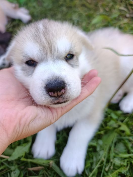 Gotowy do odbioru - Einstein samiec Siberian Husky FCI ZKwP  Związek kynologiczny