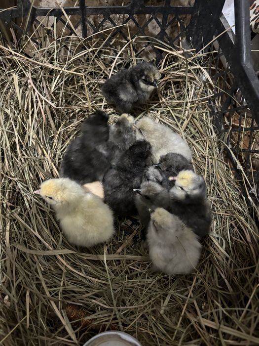 Китайская шелковая