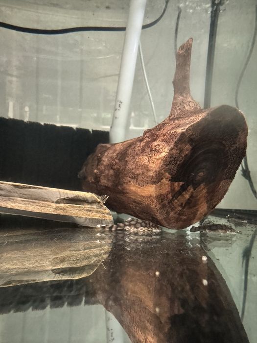 Анциструс Л519 кефнері (Ancistrus L519) від Plecoceramics