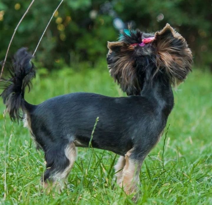 Стрижка йорків , та собак малих порід , грумінг
