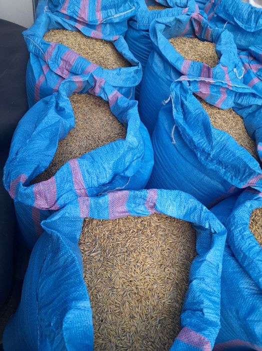 Owies jary tegoroczny