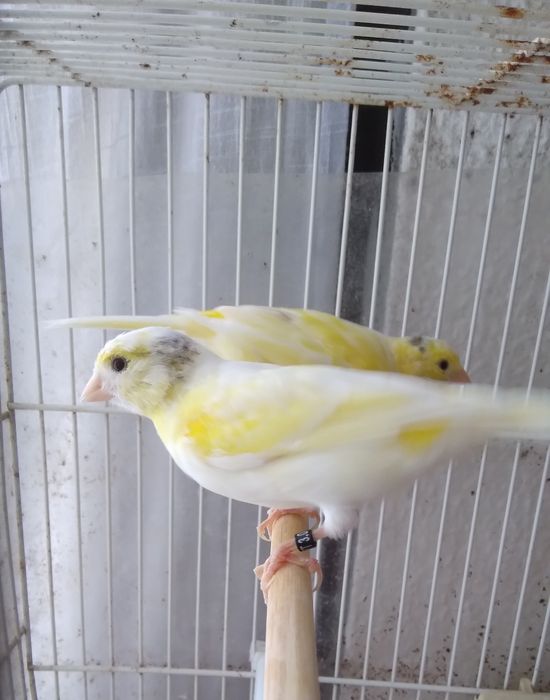 Canárias Timbradas espanhol