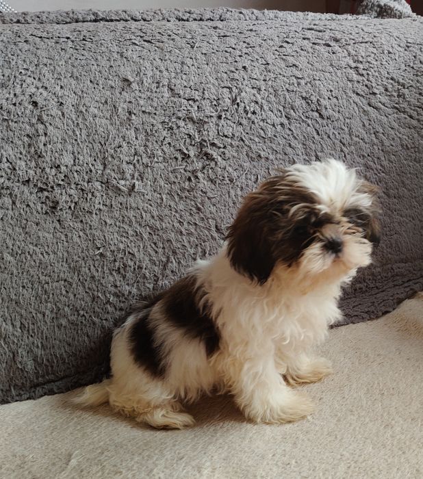 Suczka shih tzu rodowód