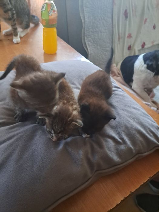 Oddam za darmo małe kotki