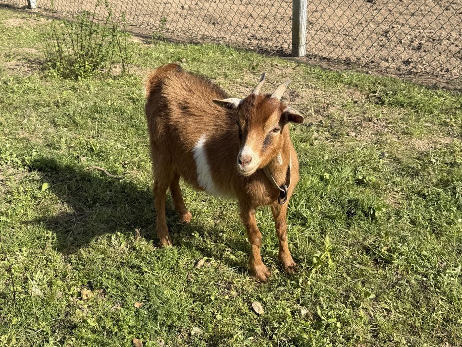 Duas cabras anas adultas