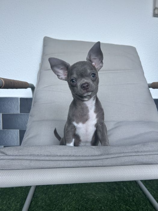 Menino LiLac e Branco Pelo Curto