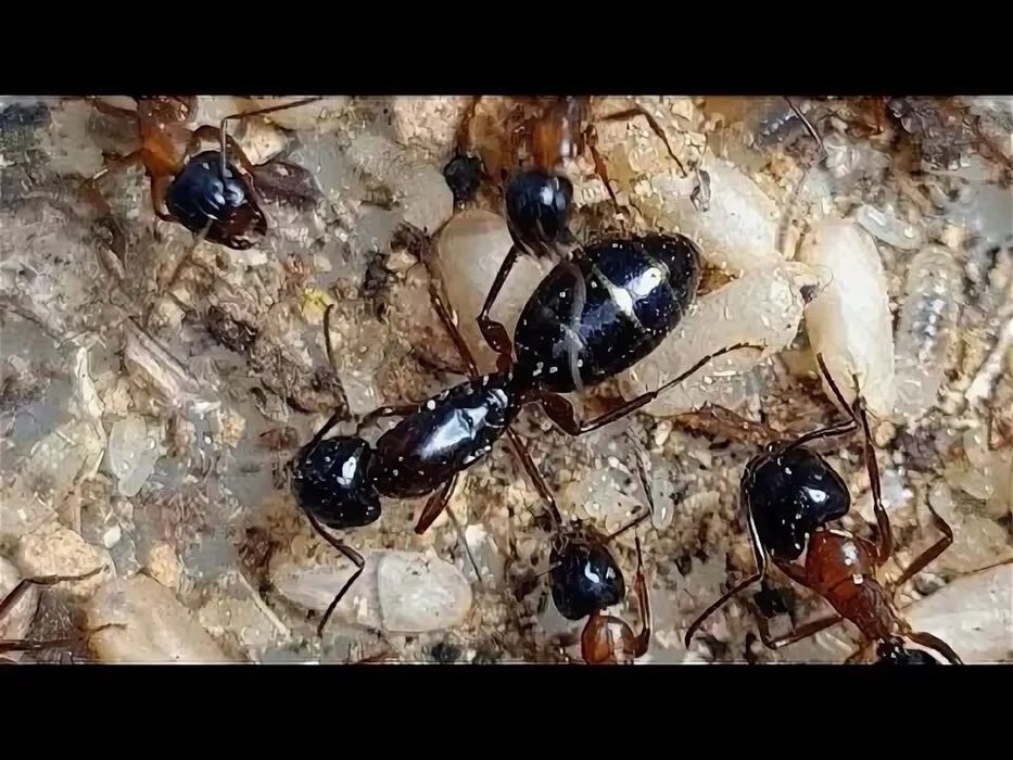 Мурахи  Camponotus fallax