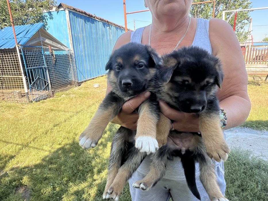 Продам цуценят німецькоі вівчарки