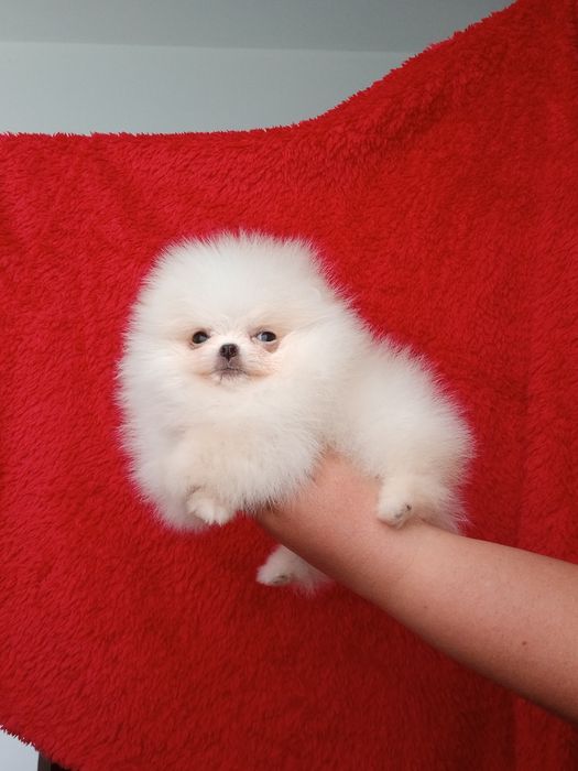 *Pomeranian Mikro okruszek CHIRO Wyjątkowy misio Aktualny*