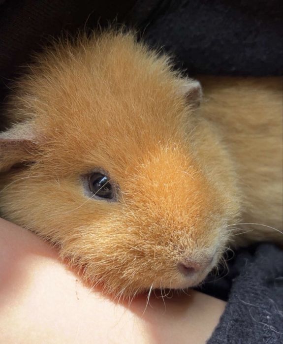 Świnka morska parka dziewczynki gladka i uss tedyy