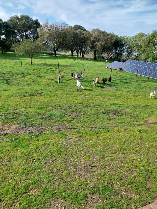 Ovos de peruas royal palm puros e criados em liberdade