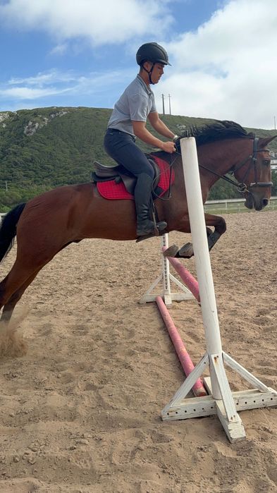 Cavalo Castanho Castrado