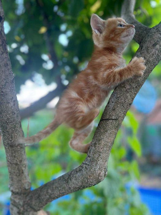 Кошенята (рижики)  безкоштовно