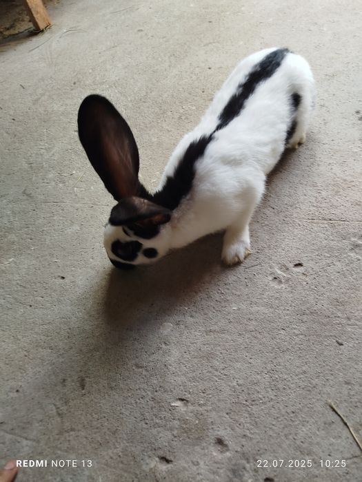 Króliki srokacz niemiecki