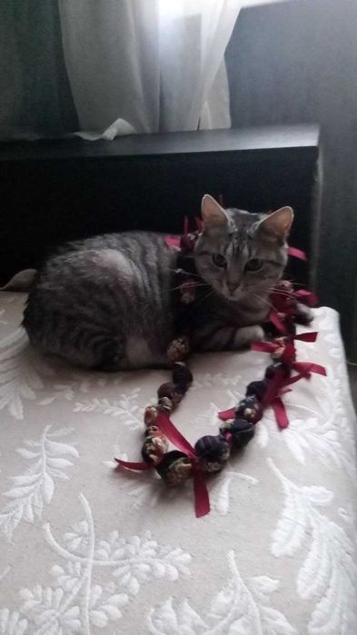 Зеленоока киця Попелюшка у пошуках своєї казки!