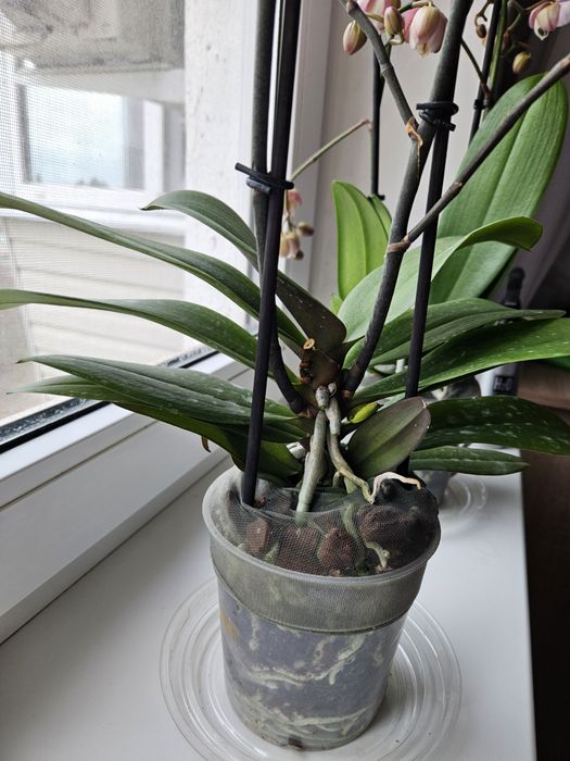 Орхидея лимонная желтая Запорожье