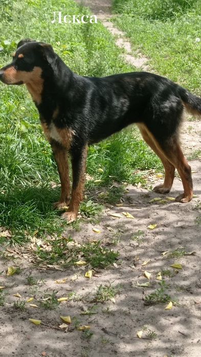 Терміново прилаштовується молода собачка Лекса