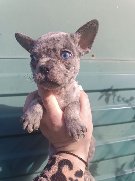 Різних розкрасів, різних цін, різної статі, чистокровні французики