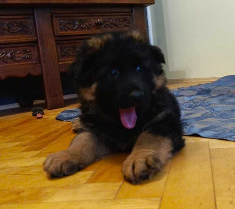 Owczarek niemiecki FCI długowłosy suczka