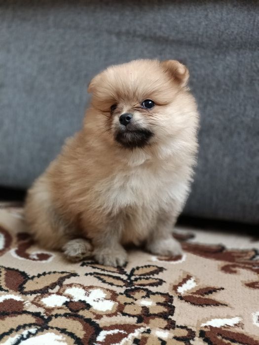 Оранж . дівчинка . красуня