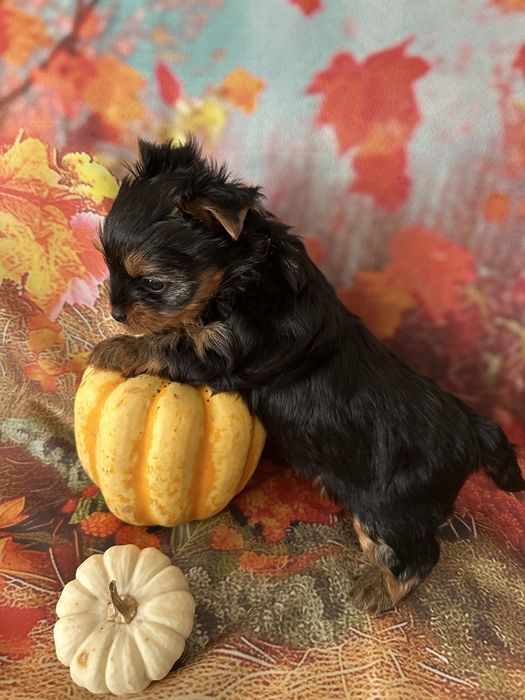 Yorkshire Terrier