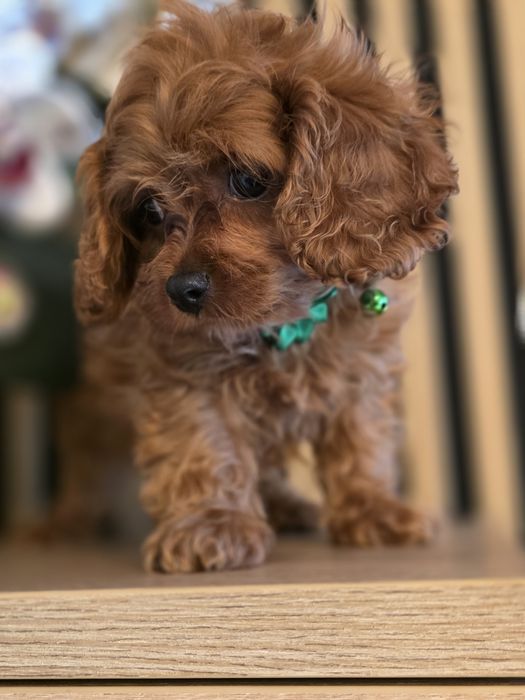 Cavapoo.Samiec F.1.Badania genetyczne.Do odbioru.