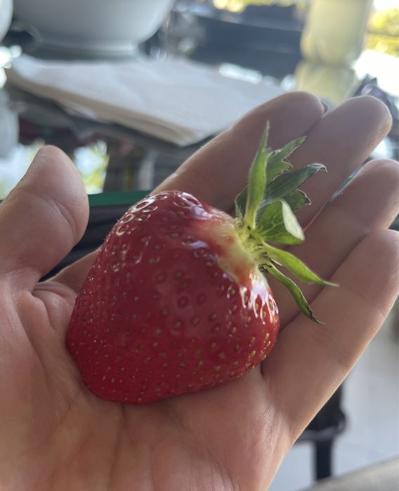 Саженцы клубники «Джек»