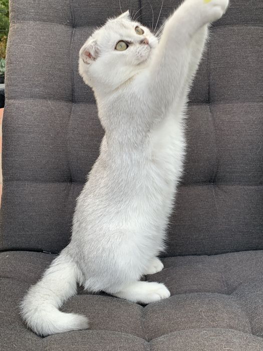 Просто ніжність а не котик !