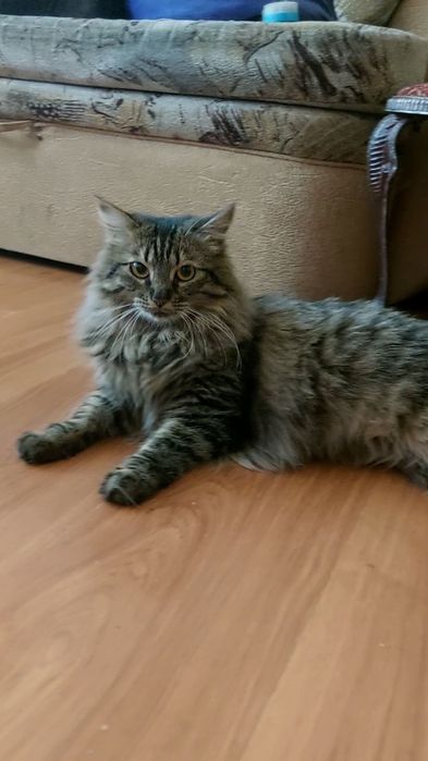 Кейсі шукає дім, 1 рік, у добрі руки