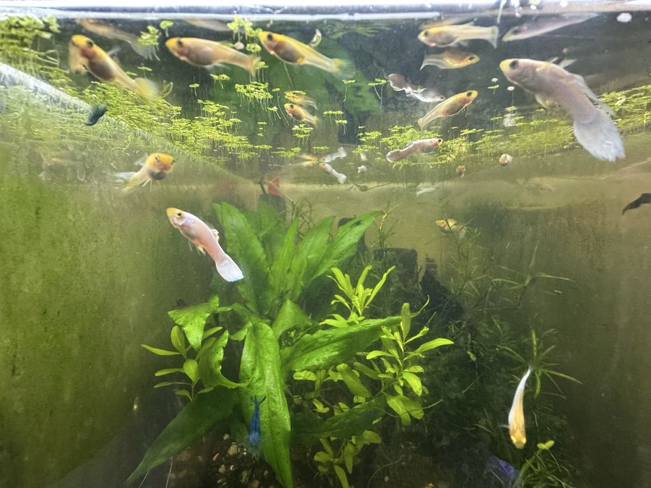 Guppies Snow White